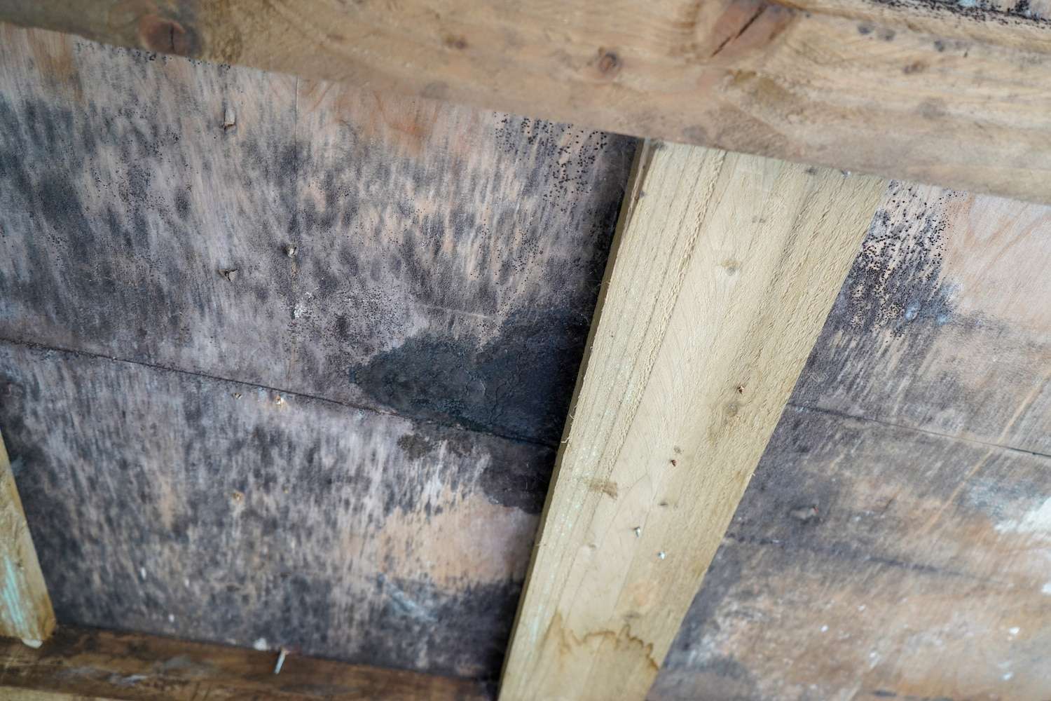 Rotten roof decking exposed during a roof replacement after long-term hail damage